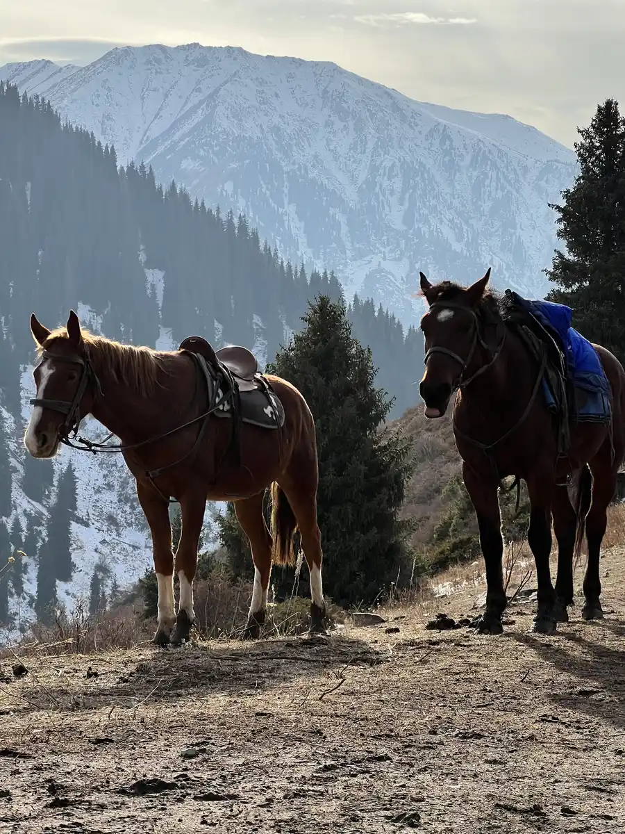 Two saddled horses standing on a ridge with snow-covered mountains in the background